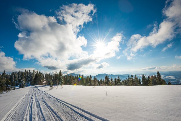 Beautiful sunny landscape of fluffy fir trees growing among white snowdrifts