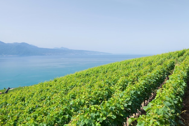 Beautiful sunny landscape with vineyards near lake