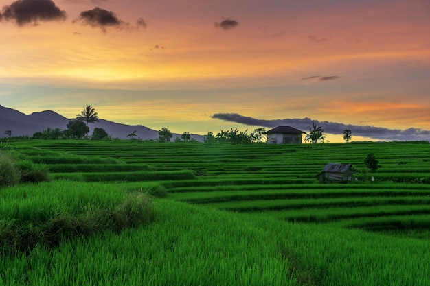 インドネシアの山々の下の緑の田んぼの美しい晴れた朝のパノラマ