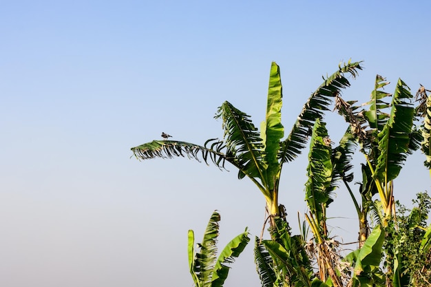 Beautiful sunny sky over the banana garden with copy space