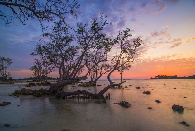 beautiful sunrise atmosphere on the beach with mangrove trees along the coast