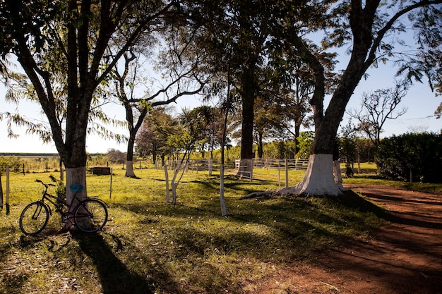 Beautiful sunrise on the farm in Brazil.