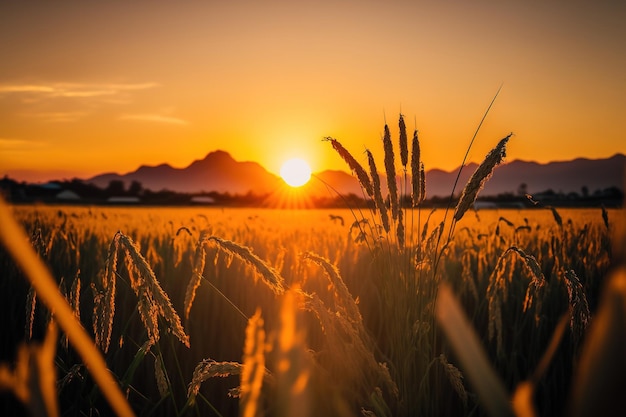 Beautiful sunrise over a field of rice