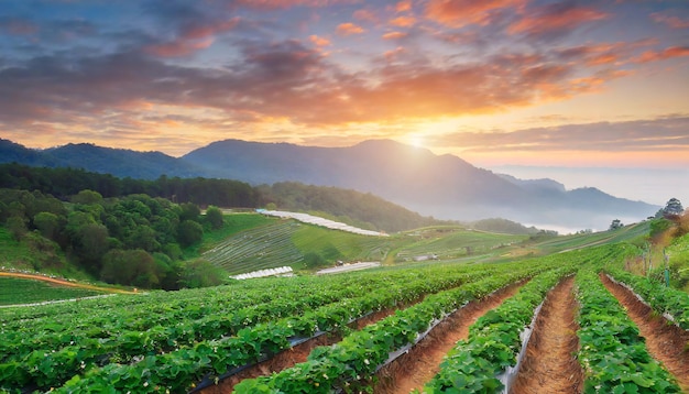 Photo beautiful sunrise landscapse view of strawberry field