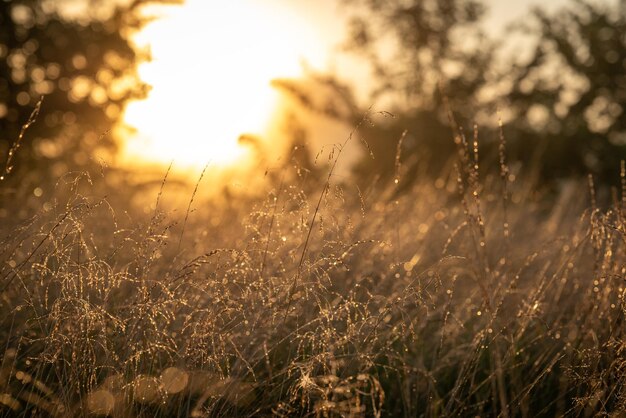 Beautiful sunrise over a summer meadow Tiny dew drops on the grass warm tender light of sun rays on plants calm atmosphere beauty of nature