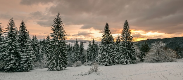 Beautiful sunrise on a winter forest, landscape panorama