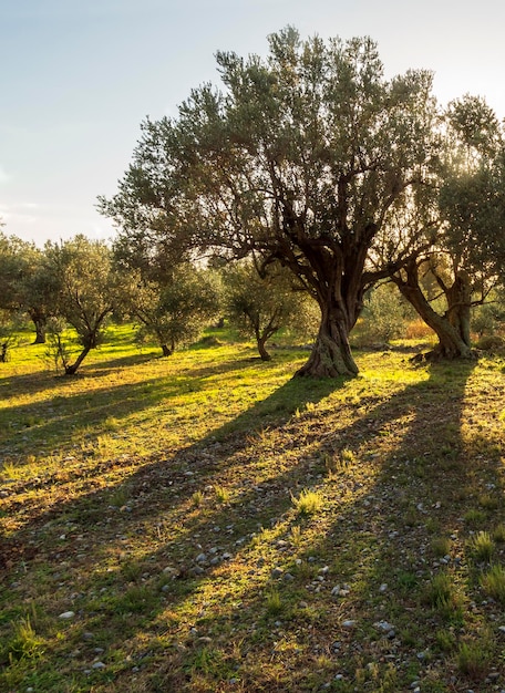 Beautiful sunset against the sun in the olive garden on the island of Evia in Greece