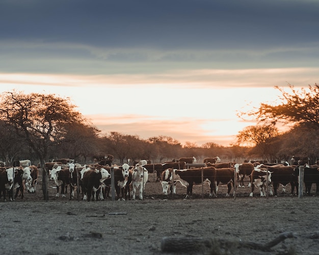 Beautiful sunset on a feedlot