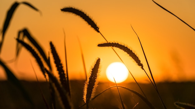 Beautiful Sunset over the field Sun disk and Grass silhouette Anapa Russia