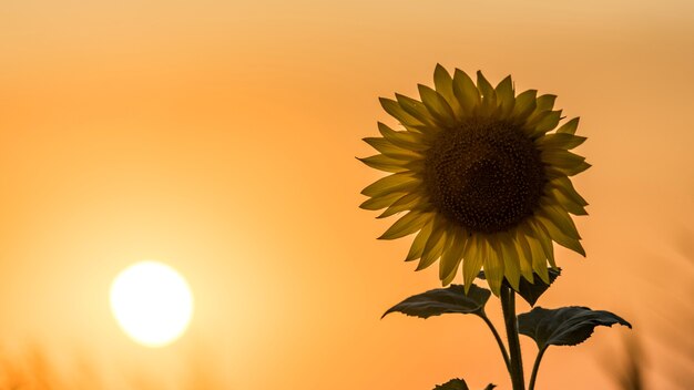 Beautiful Sunset over the field. Sun disk and Sunflower. Summer evening in Blagoveshenskaya. Anapa, Russia.