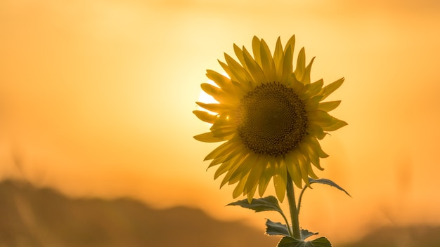 Beautiful sunset over the field. sun disk and sunflower. summer evening in blagoveshenskaya. anapa, russia