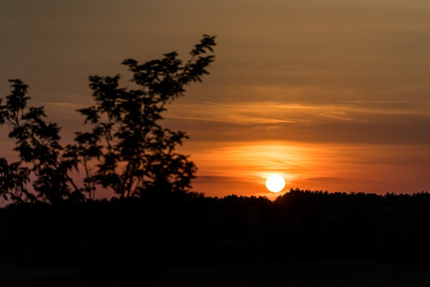 Beautiful sunset over forest, nature landscape