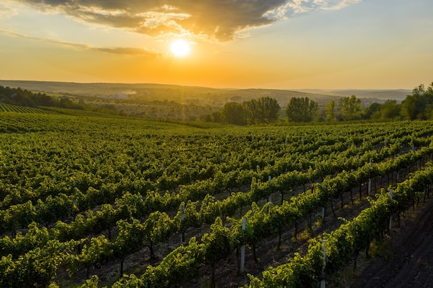 Beautiful sunset over green hills with cultivated vines