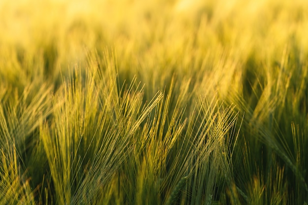 Beautiful sunset landscape in a field