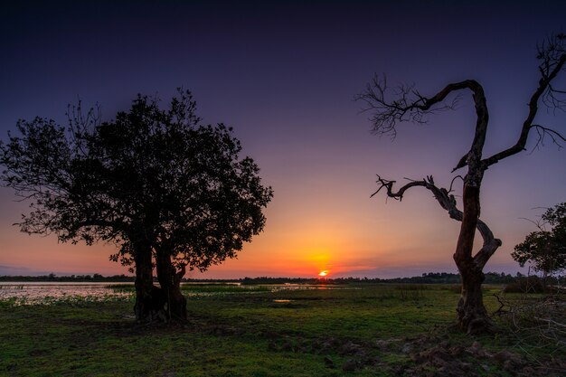 タイの田舎の沼地での美しい夕日