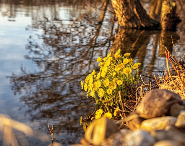 Beautiful sunset photos on a lake in bavaria in the city of ingolstadt