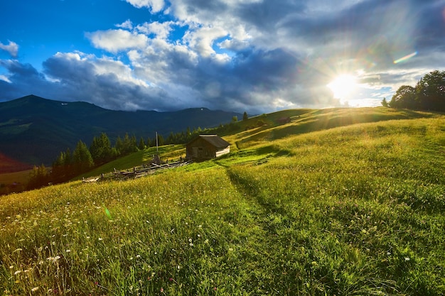 Beautiful sunset and pine forest in mountains