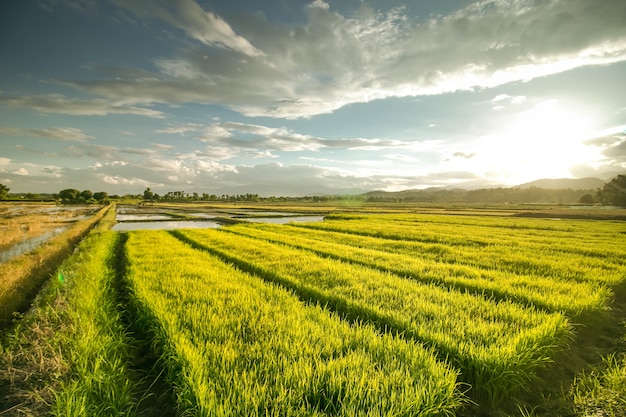 beautiful sunset at the rice field