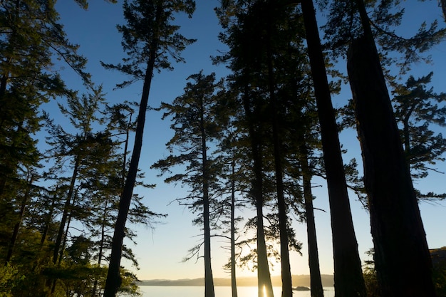 Beautiful sunset seen through trees