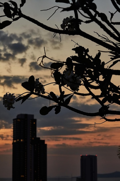 Photo beautiful sunset over the southern city.