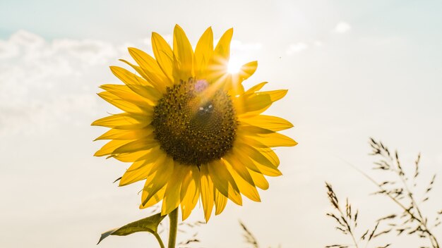 Beautiful Sunset, Sun disk behind Sunflower. Summer evening in Blagoveshchenskaya. Anapa, Russia.