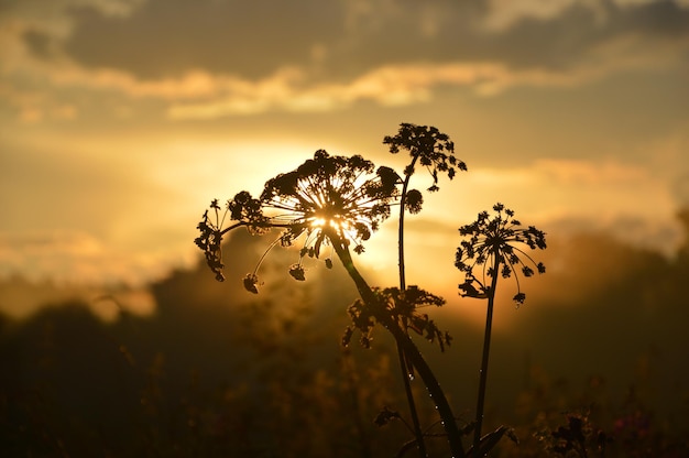 Photo beautiful sunset sun shining through the flower