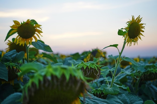 Beautiful sunset over sunflower field