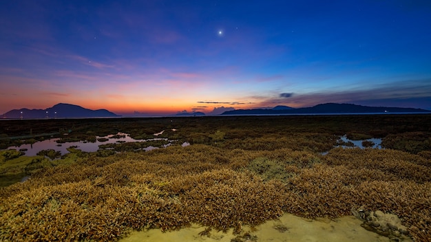 ラワイ海プーケットの珊瑚礁の上の日の出の光で美しい夕日や日の出の海の素晴らしい雲浅瀬で成長している厳しい干潮サンゴ。シカツノサンゴ。