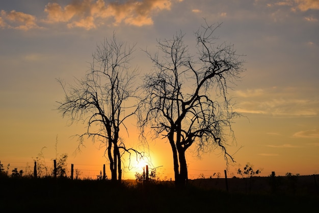 Bel tramonto tra due alberi secchi all'orizzonte