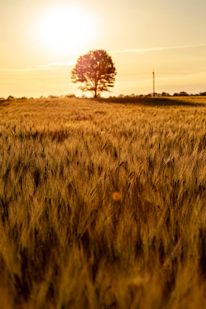 Beautiful sunset in the wheat field, Ukraine rural landscape