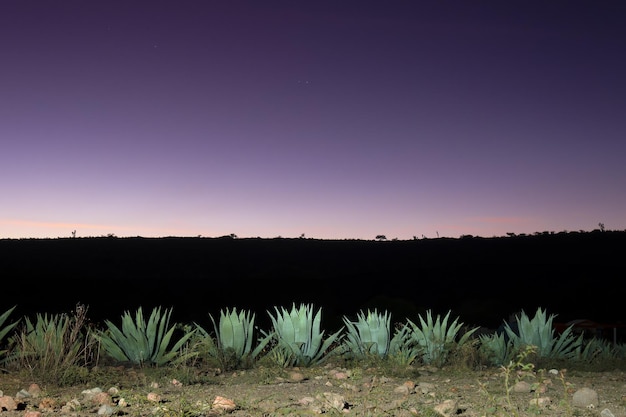 A Beautiful sunset with colorful sky and Americana agaves in the foreground traditional agriculture