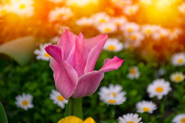 Beautiful sunset with pink tulips and daisies daisies out of focus on pink tulip background pink tulips in selective focus