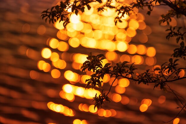 Photo beautiful sunset with tree branches in the foreground and beautiful bokeh