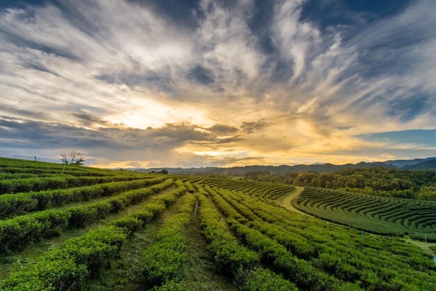 Photo beautiful sunsets at chui fong tea plantation chiang rai thailand