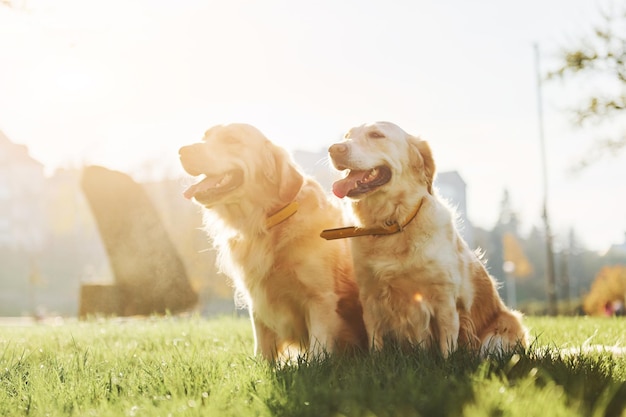 美しい日差し2匹の美しいゴールデンレトリバー犬が一緒に公園で屋外散歩をしています