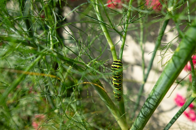 Photo beautiful swallowtail caterpillar on a fennel stalk