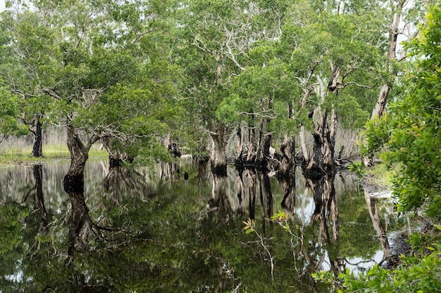 beautiful swam forest with reflections