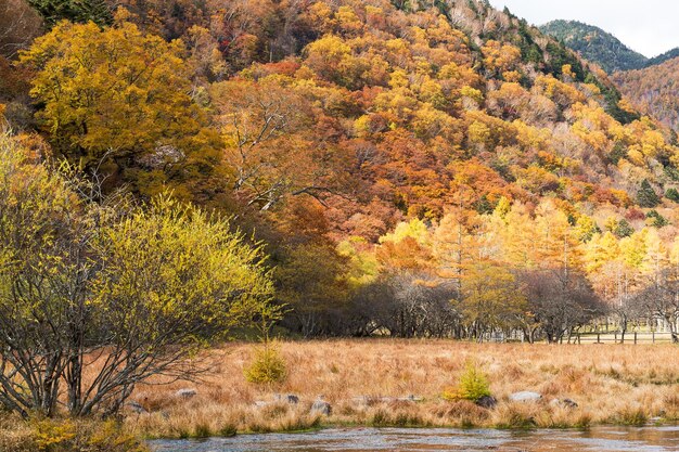 Beautiful Swamp in Autumn season