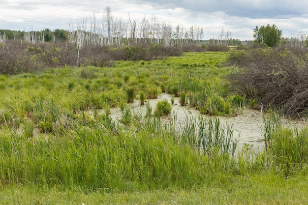 Beautiful swamp landscape Green grass and dry trees in the swamp Overcast