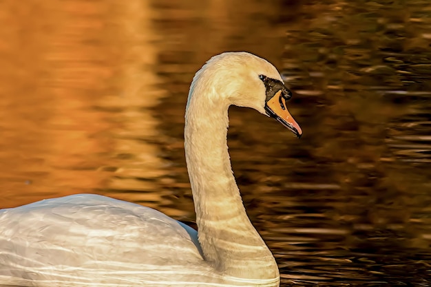Beautiful swan on blue lake water in sunny day during summer swans on pond nature series