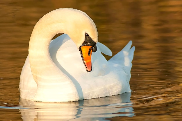 Beautiful swan on blue lake water in sunny day during summer swans on pond nature series