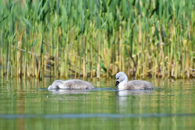 연못의 아름다운 백조 새끼 야생 동물과 함께 아름다운 자연색 배경xDxAS봄날