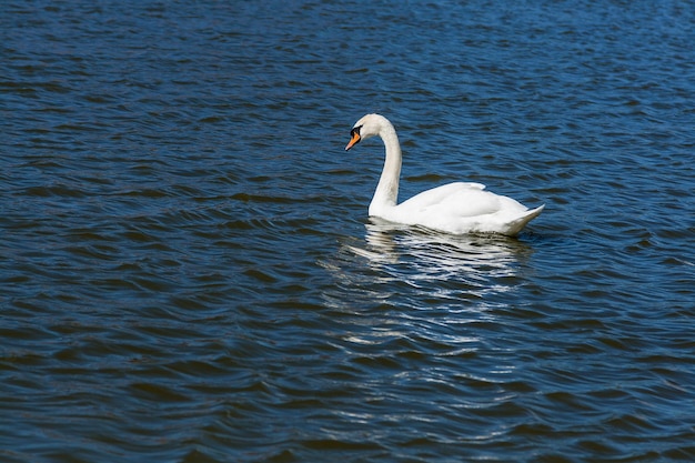 Beautiful swan floats on the lake close up