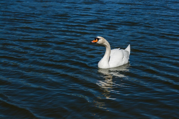 Beautiful swan floats on the lake