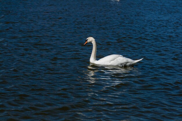 Beautiful swan floats on the lake