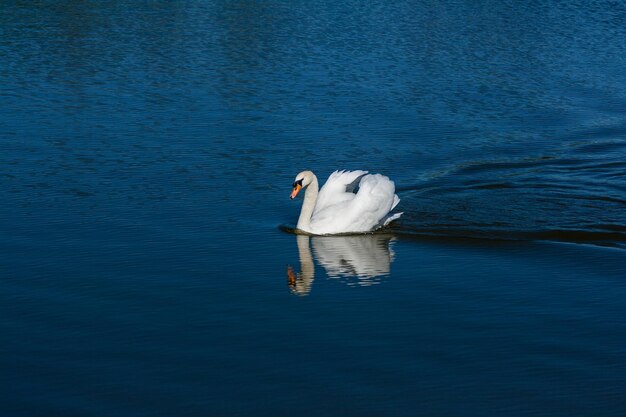 美しい白鳥が湖に浮かぶ