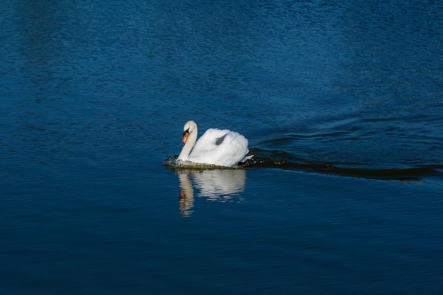 Beautiful swan floats on the lake