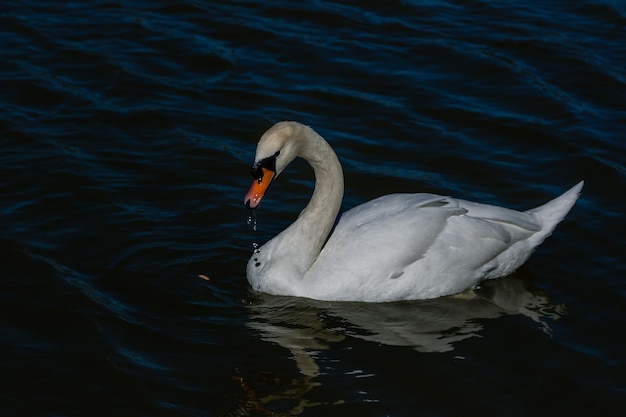 Beautiful swan floats on the lake