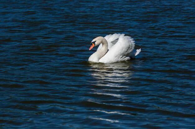 Красивый лебедь плывет по озеру