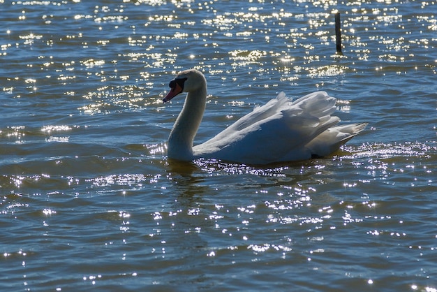 美しい白鳥が湖に浮かぶ